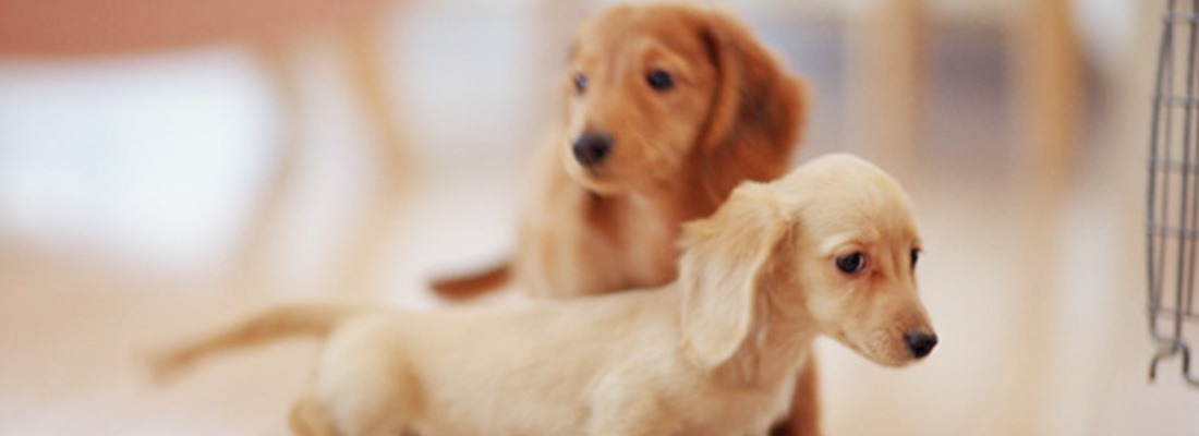 ペットにもやさしいお掃除