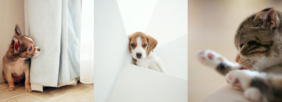 ペットにもやさしいお掃除